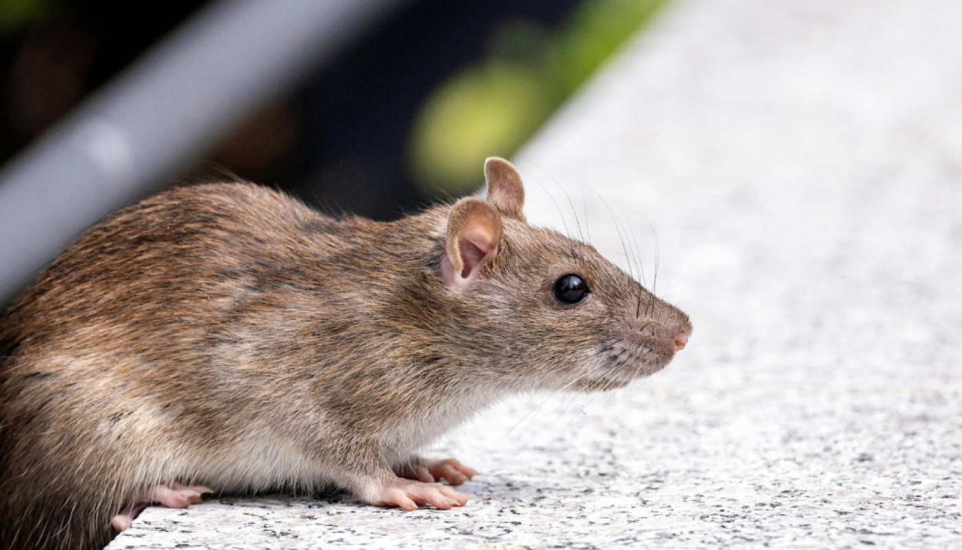 Problème de rats à Anduze : faites confiance à RAS Intervention, pro de la dératisation
